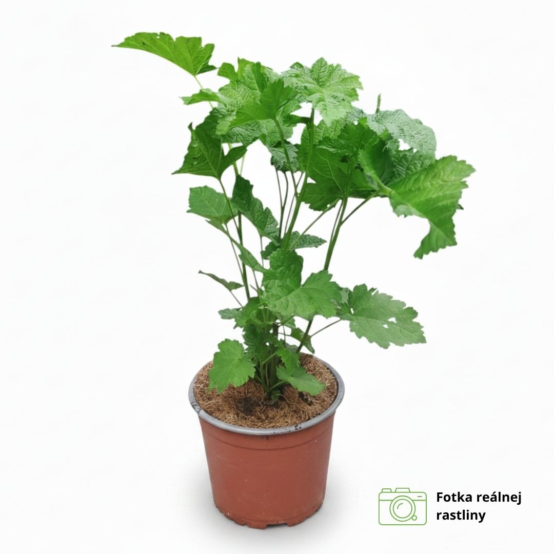 Malina raspberry tower-hara 02 | záhradníctvo garden team Malina raspberry tower hara sadenica zo záhradného centra garden team