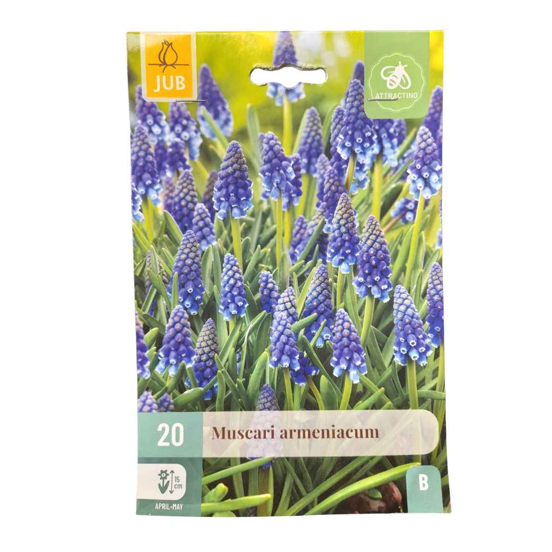Modrenec arménsky 20 cibúľ | záhradníctvo garden team Modrenec arménsky 20 cibúľ