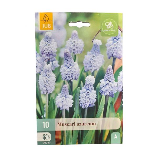 Modrenec Azureum Blue 10 cibúľ