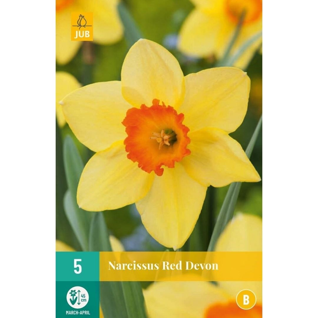 Narcis red devon 5 cibúľ | záhradníctvo garden team Narcis red devon 5 cibúľ