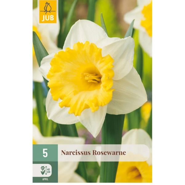 Narcis Rosewarne 5 cibúľ