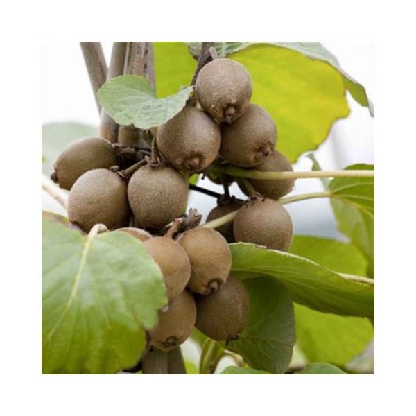 Mini kiwi Nostino