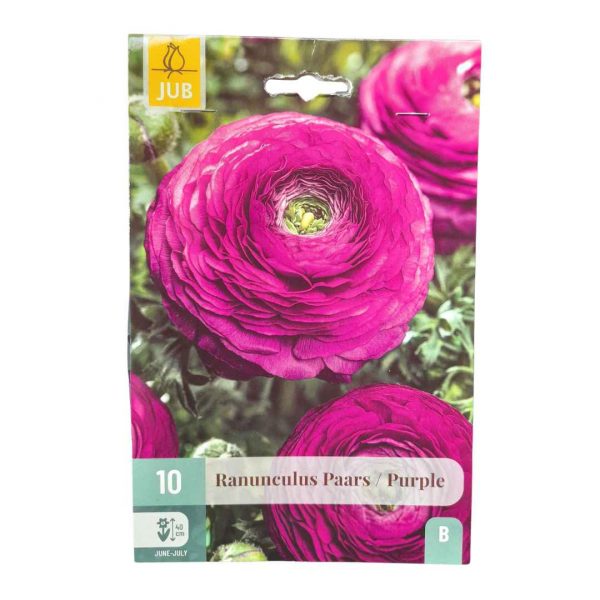 Iskerník Paars Purple 10 cibúľ