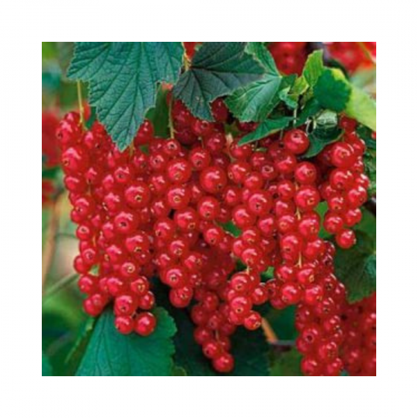 Red currants hanging in clusters on a leafy green bush.