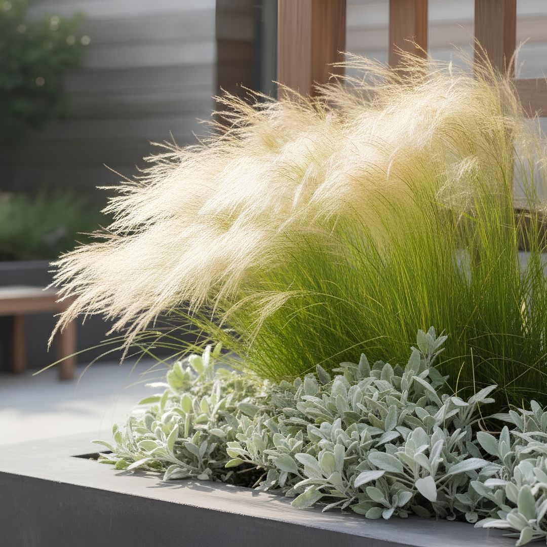 Stipa tenuissima pony tails 01 | záhradníctvo garden team Okrasná tráva stipa tenuissima pony tails v modernom záhone