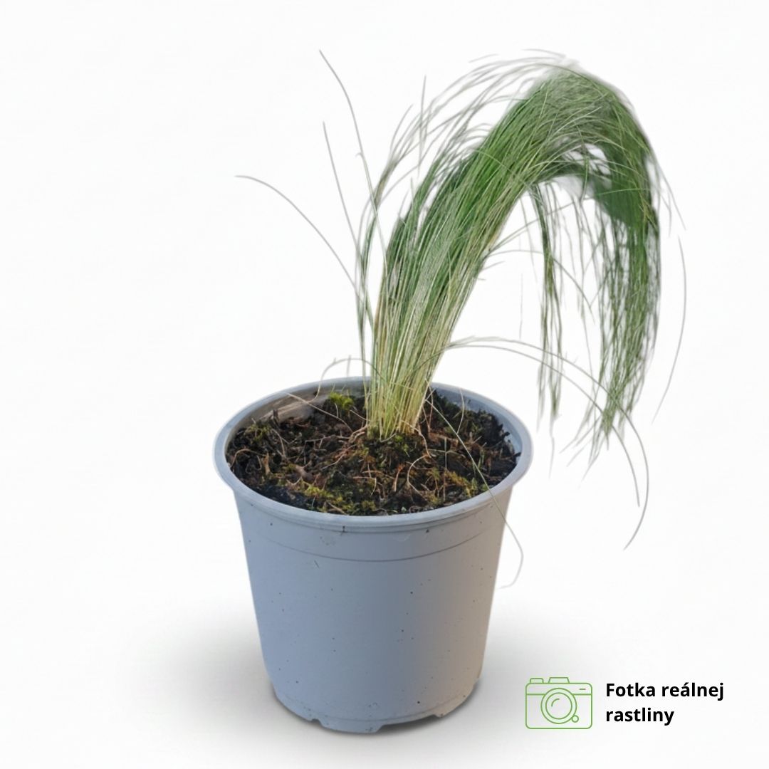 Stipa tenuissima pony tails 02 | záhradníctvo garden team Okrasná tráva stipa tenuissima pony tails dodávaná záhradným centrom garden team