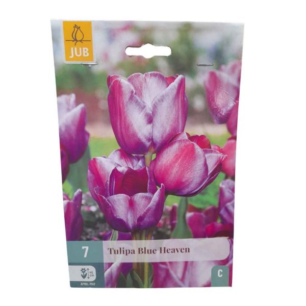 Tulipán Blue Heaven 7 cibúľ