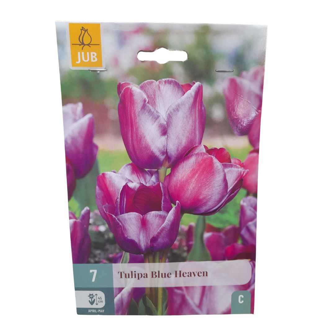 Tulipán blue heaven 7 cibúľ | záhradníctvo garden team Tulipán blue heaven 7 cibúľ