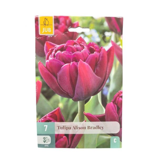 Tulipán Alison Bradley 7 cibúľ