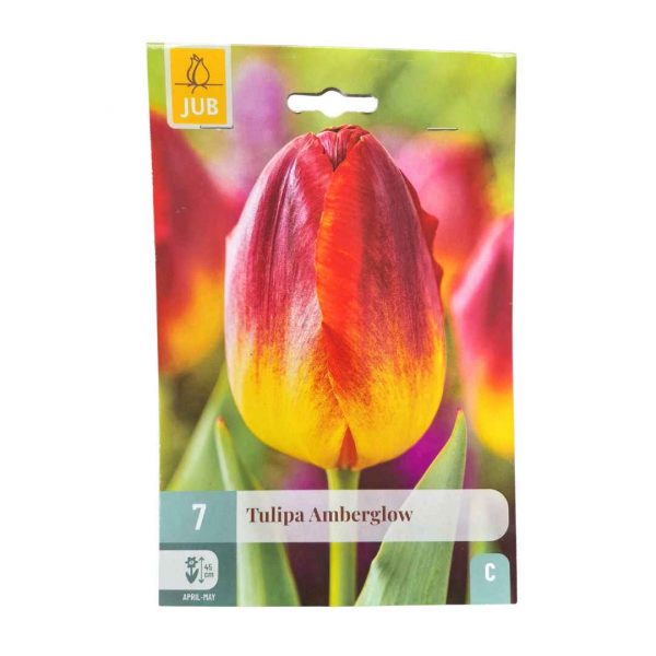 Tulipán Amberglow 7 cibúľ
