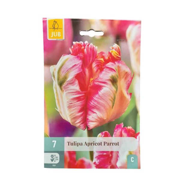 Tulipán Apricot Parrot 7 cibúľ
