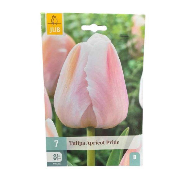 Tulipán Apricot Pride 7 cibúľ