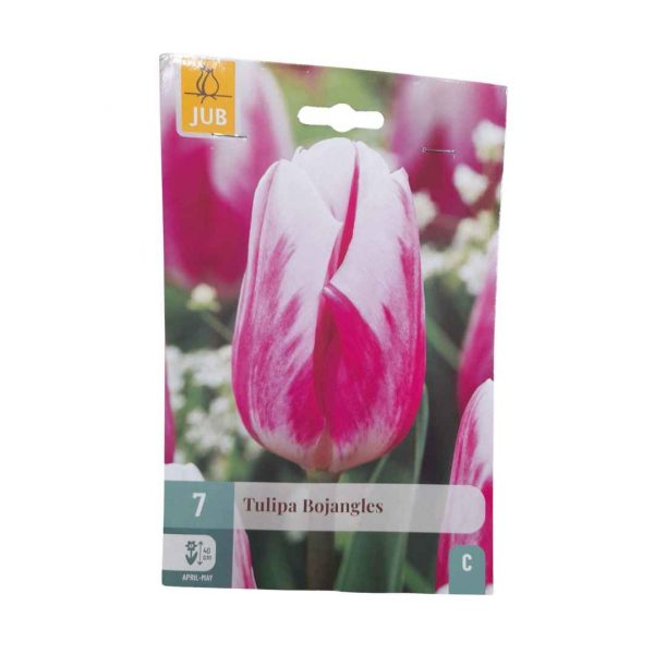 Tulipán Bojangles 7 cibúľ