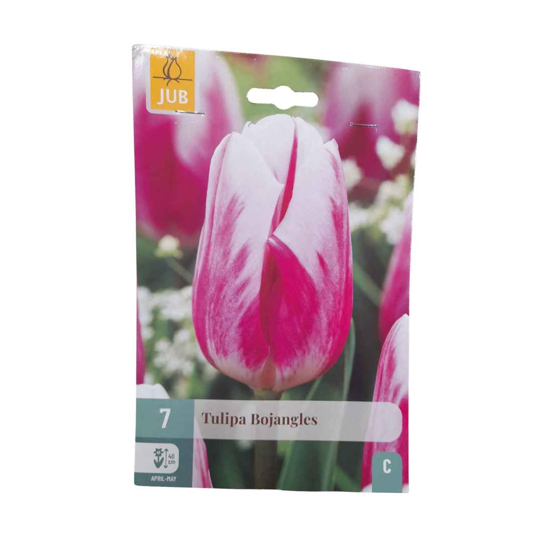 Tulipán bojangles 7 cibúľ | záhradníctvo garden team Tulipán bojangles 7 cibúľ