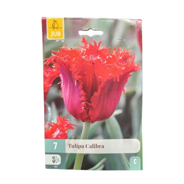 Tulipán Calibra 7 cibúľ