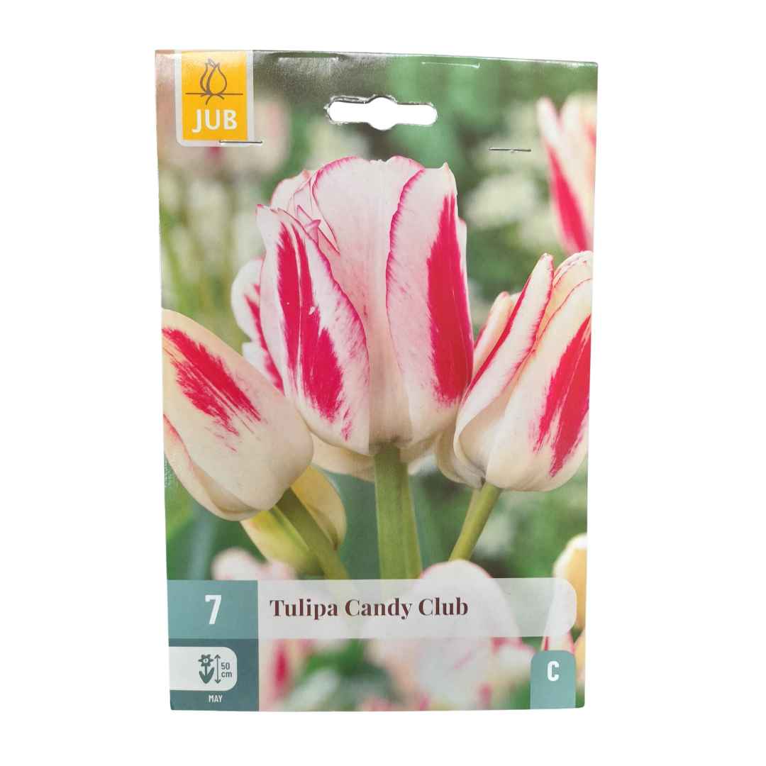 Tulipán candy club 7 cibúľ | záhradníctvo garden team Tulipán candy club 7 cibúľ