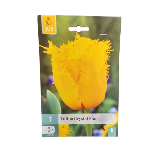 Tulipán Crystal Star 7 cibúľ