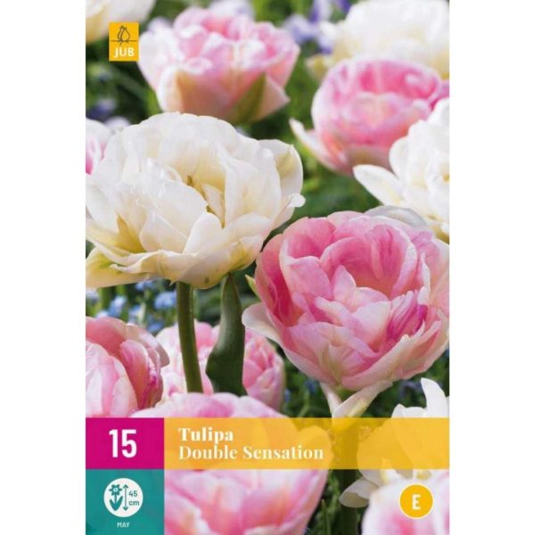 Tulipán Double Sensation