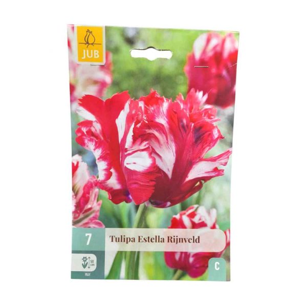 Tulipán Estella Rijnveld 7 cibúľ
