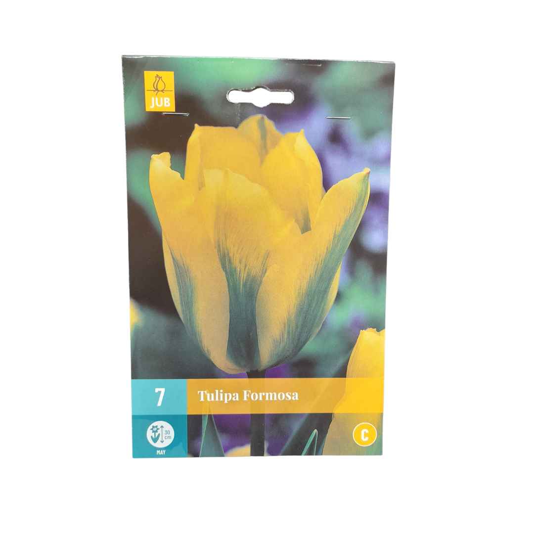 Tulipán formosa 7 cibúľ | záhradníctvo garden team Tulipán formosa 7 cibúľ