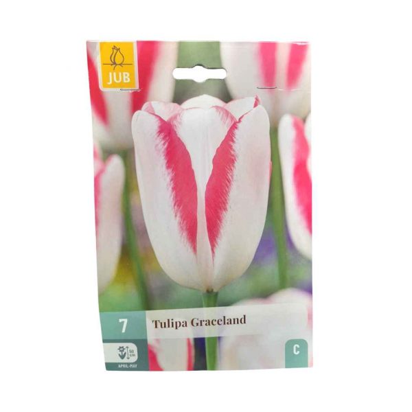 Tulipán Graceland 7 cibúľ
