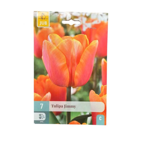 Tulipán Jimmy 7 cibúľ