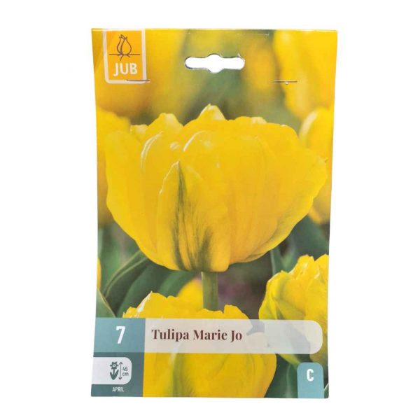 Tulipán Marie Jo 7 cibúľ