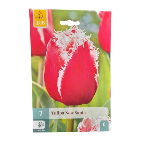 Tulipán New Santa 7 cibúľ