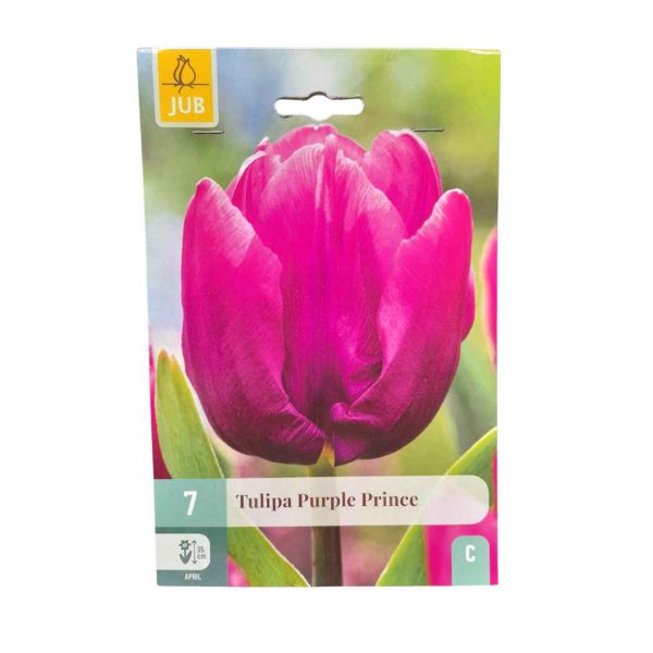 Tulipán Purple Prince 7 cibúľ