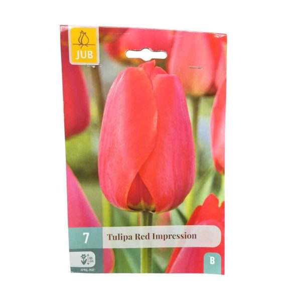 Tulipán Red Impression 7 cibúľ