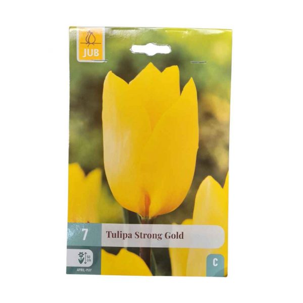 Tulipán Strong Gold 7 cibúľ
