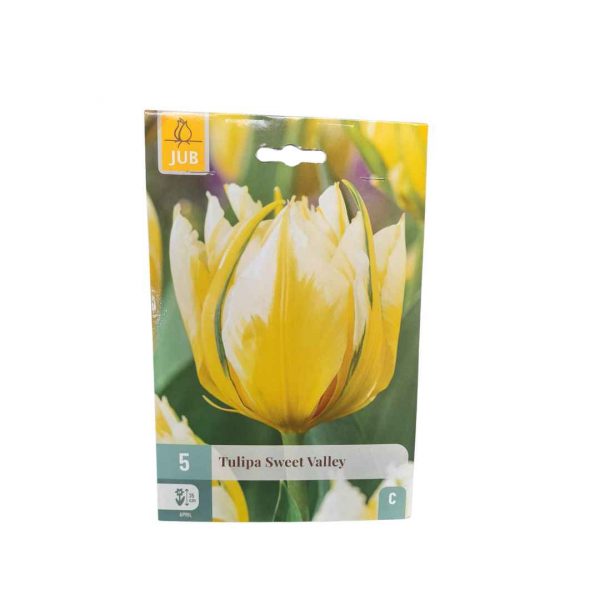 Tulipán Sweet Valley 5 cibúľ