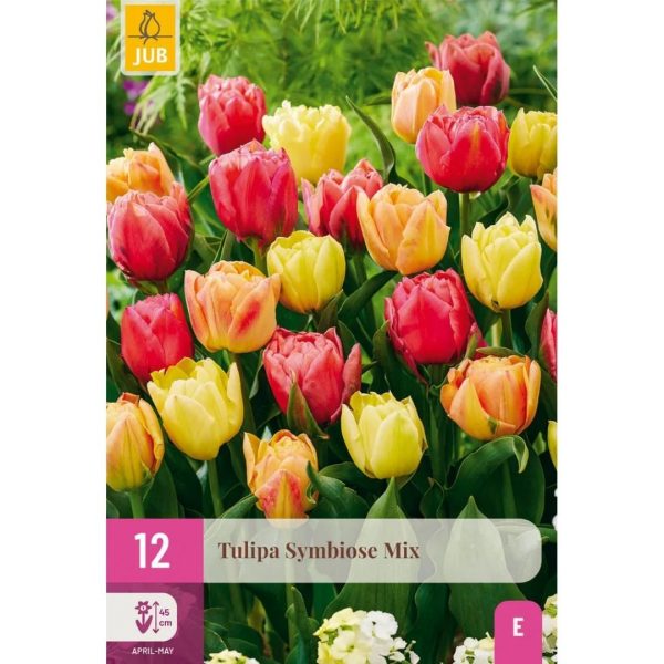 Tulipán Symbiose 12 cibúľ