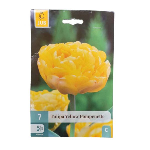 Tulipán Yellow Pomponette 7 cibúľ