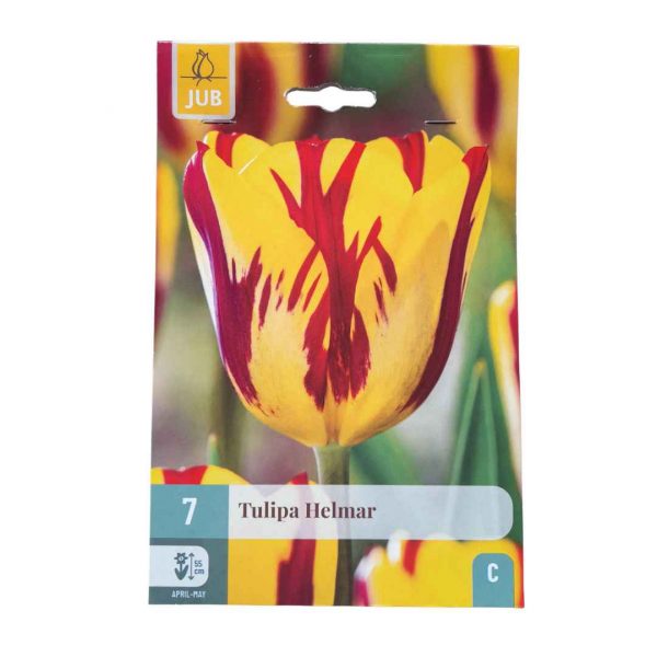 Tulipán Helmar 7 cibúľ