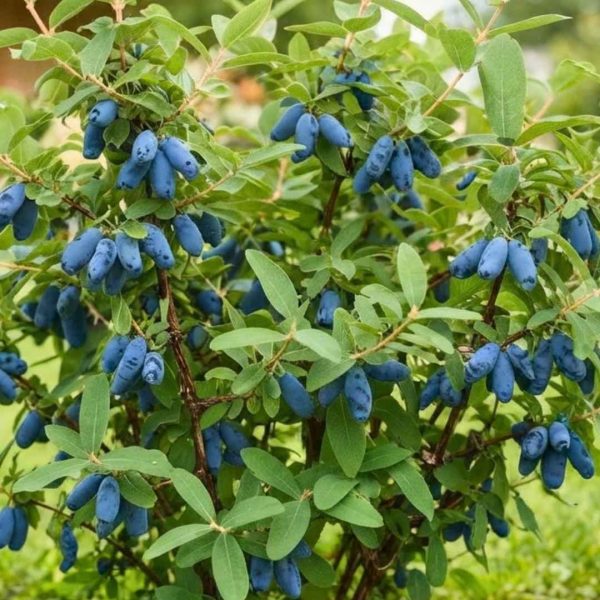 Zemolez kamčatský Blue Treasure